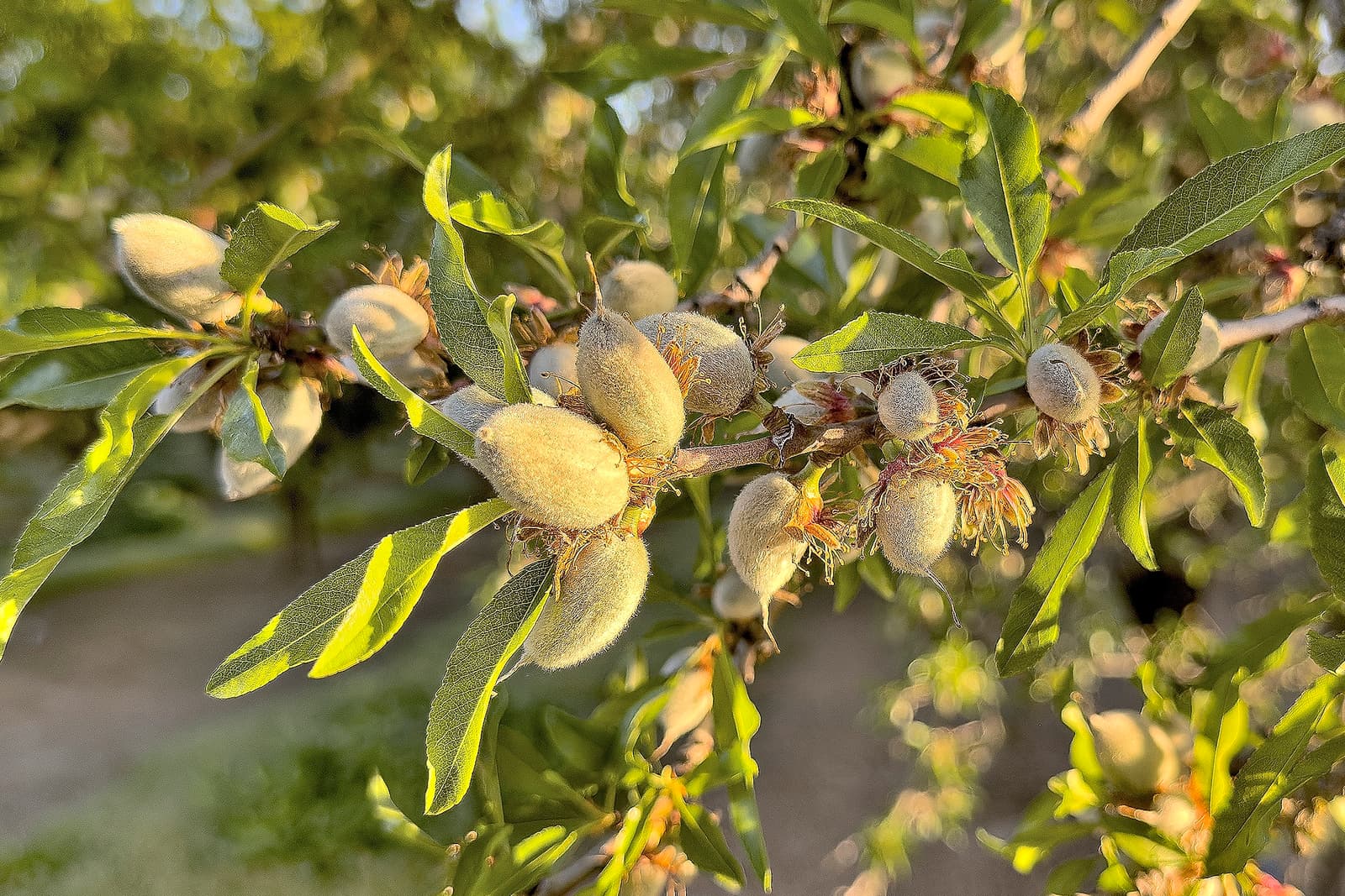 Close-up of an almond tree branch with several unripe, fuzzy almonds and green leaves in bright sunlight.