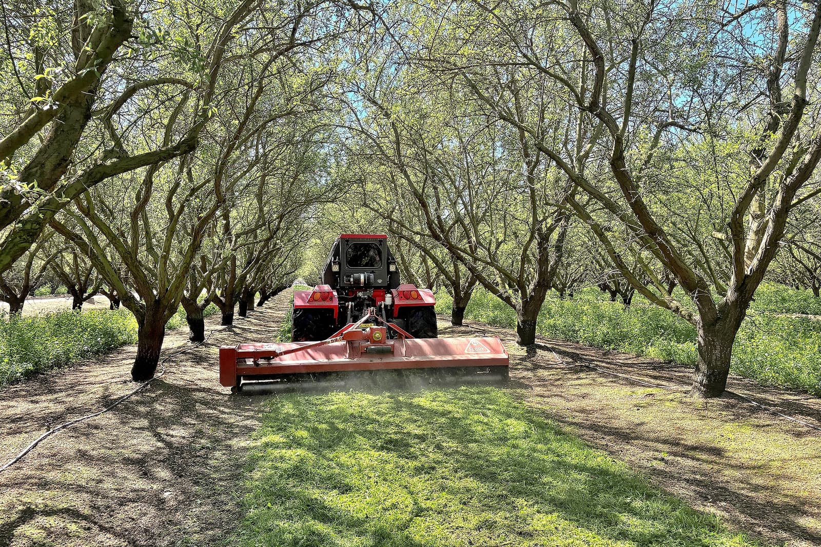 A red tractor with a mower attachment cuts grass between rows of trees in an orchard on a sunny day.