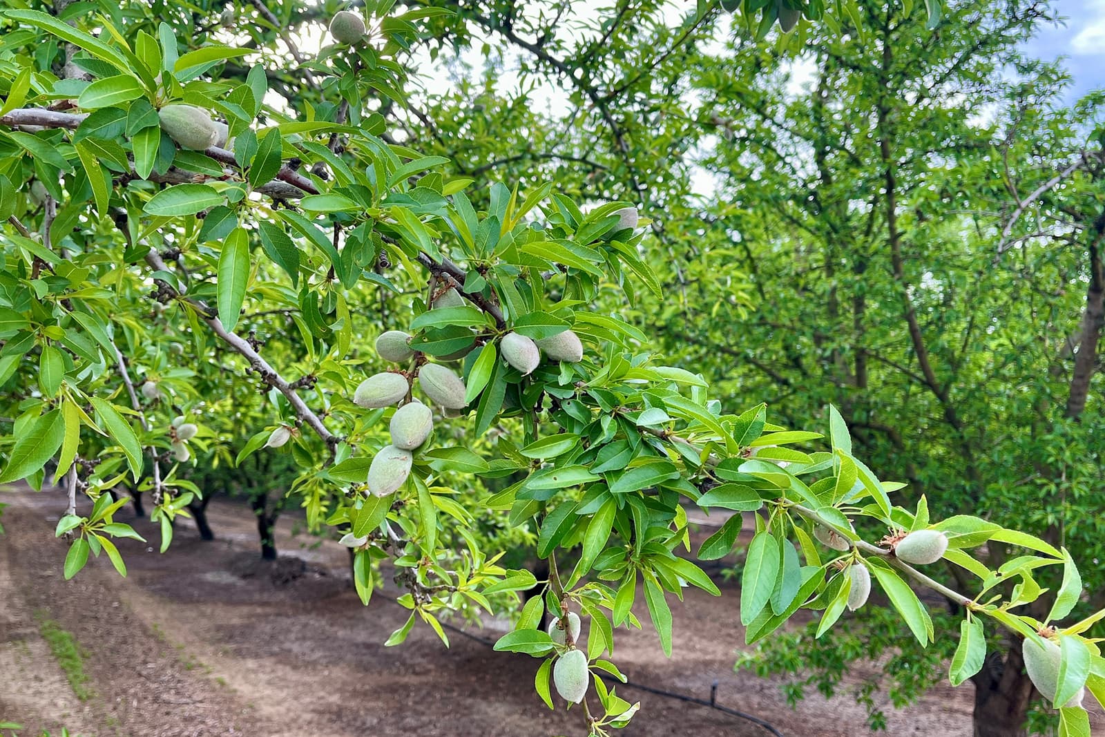Branch of an almond tree with unripe almonds and green leaves, set in an orchard with similar trees and soil visible in the background.