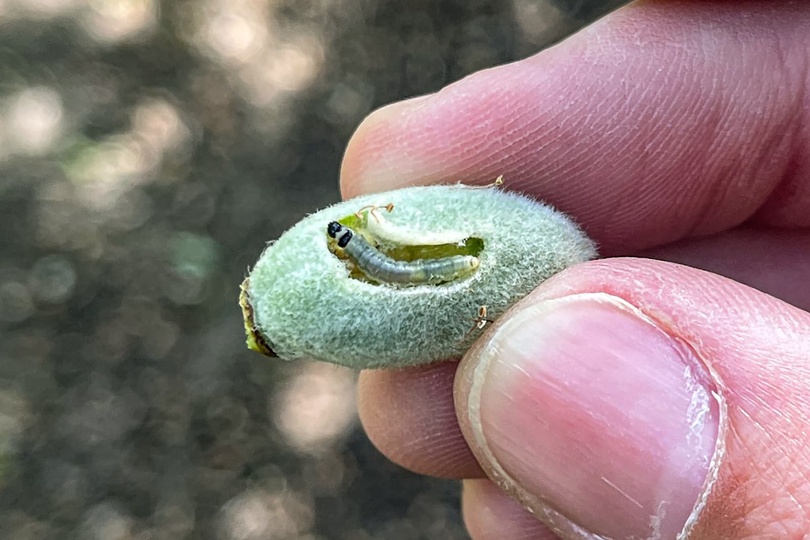 A close-up of a hand holding a green almond with a small caterpillar inside, visible through a hole in the shell.