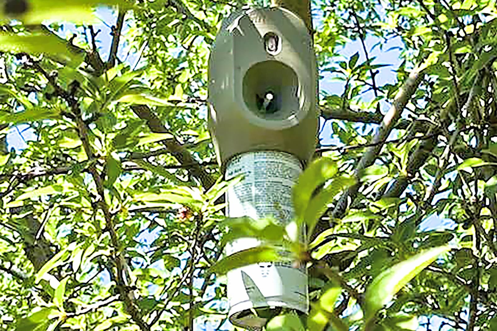 A canister-style insect pheromone dispenser is attached to a branch among green leaves on a tree.