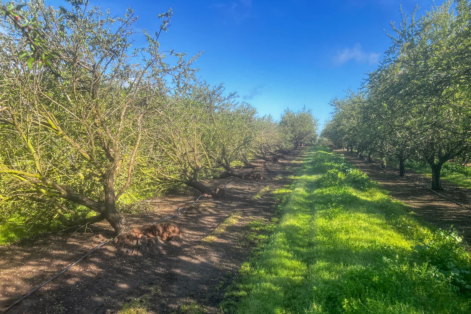 Orchard rows with several trees uprooted and leaning to the left; green grass grows between rows under a blue sky.