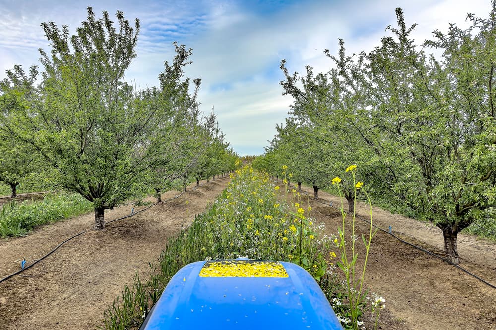 View from a blue tractor driving between rows of flowering fruit trees in an orchard, with yellow wildflowers and irrigation lines visible on the ground.