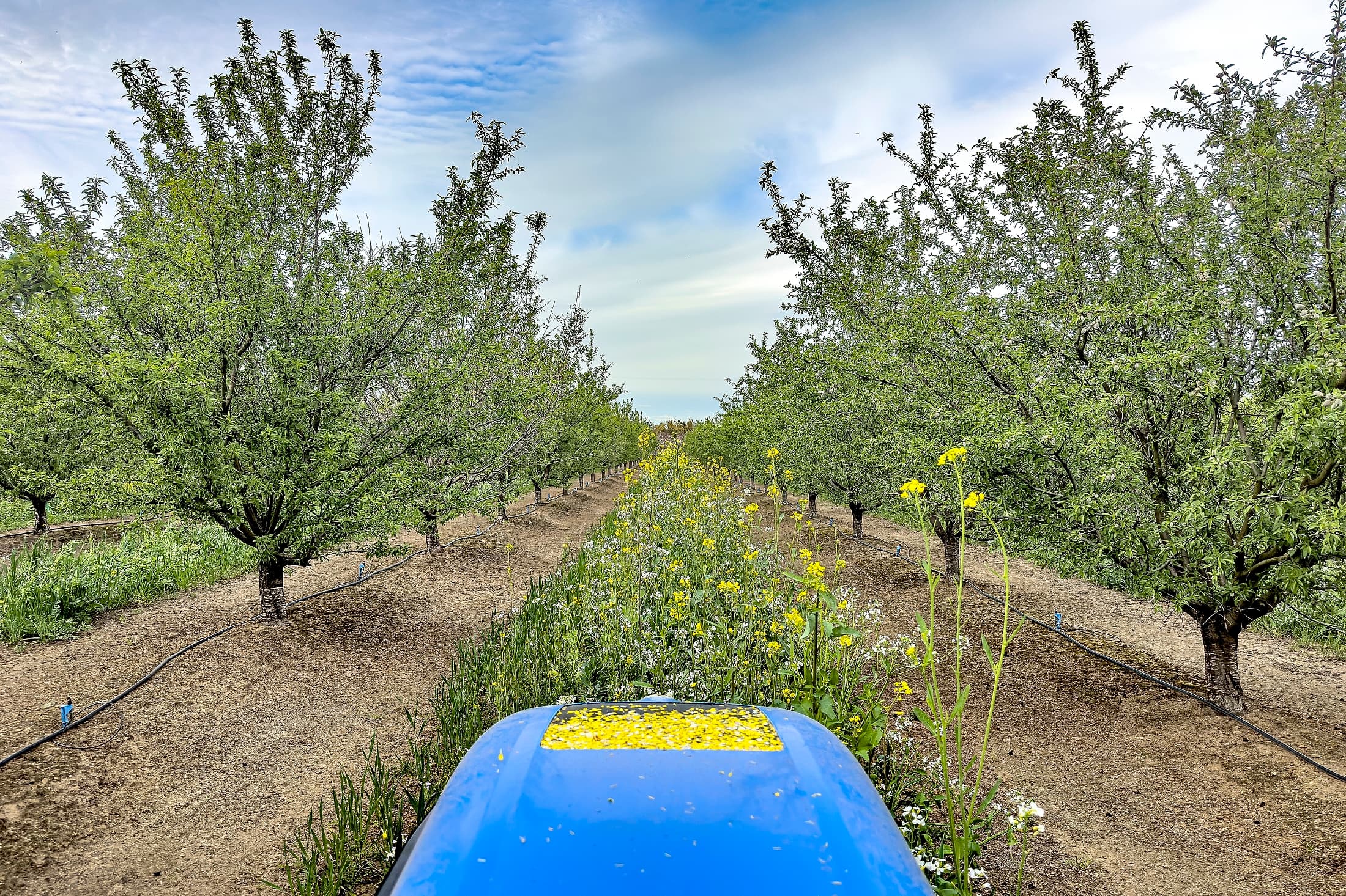View from a blue tractor driving between rows of flowering fruit trees in an orchard, with yellow wildflowers and irrigation lines visible on the ground.