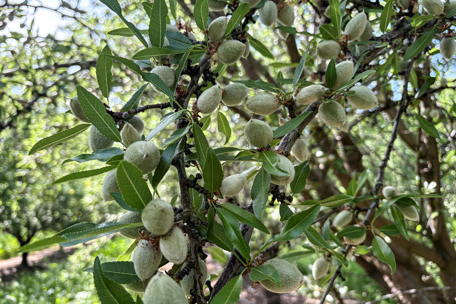 Close-up of a tree branch with unripe almonds growing among green leaves, set in a sunny outdoor environment.