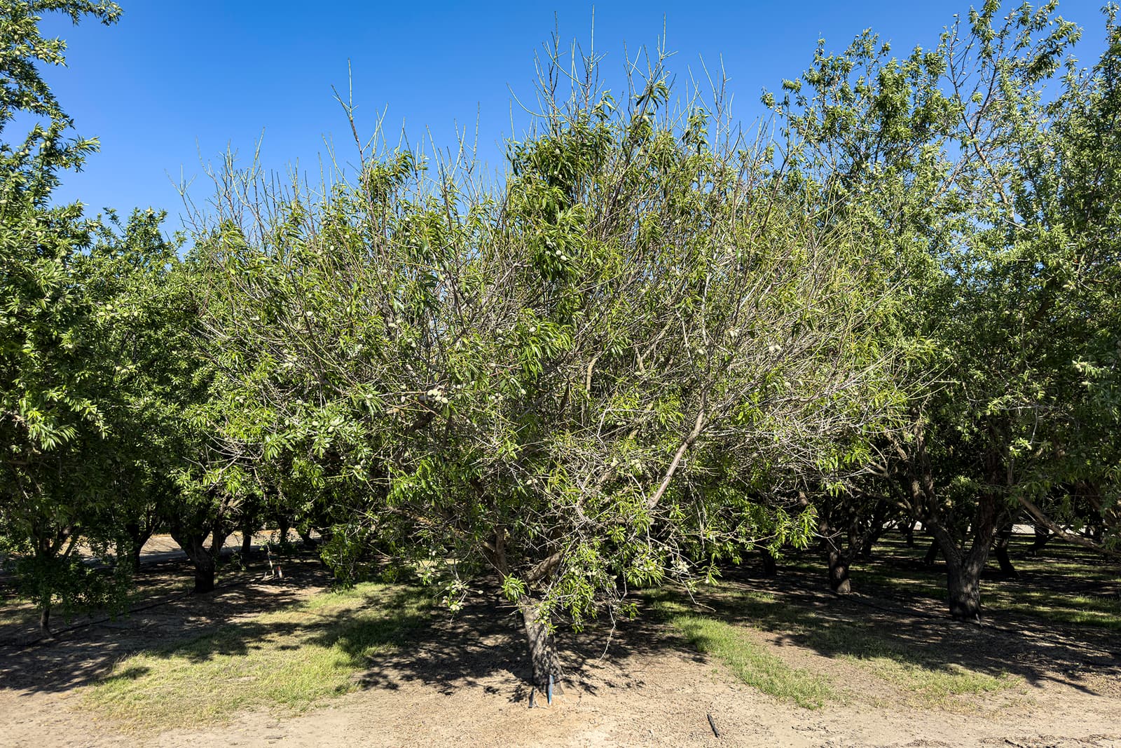 An almond tree with sparse leaves and many bare branches stands in an orchard under a clear blue sky.