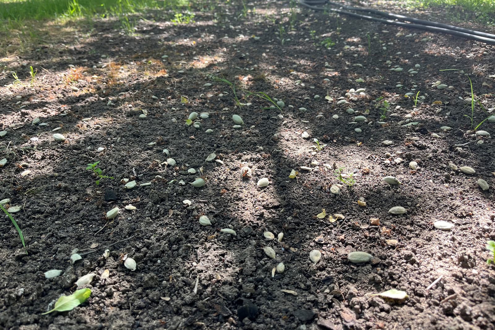 A patch of soil with scattered seeds and small green sprouts in sunlight, with a garden hose visible in the background.