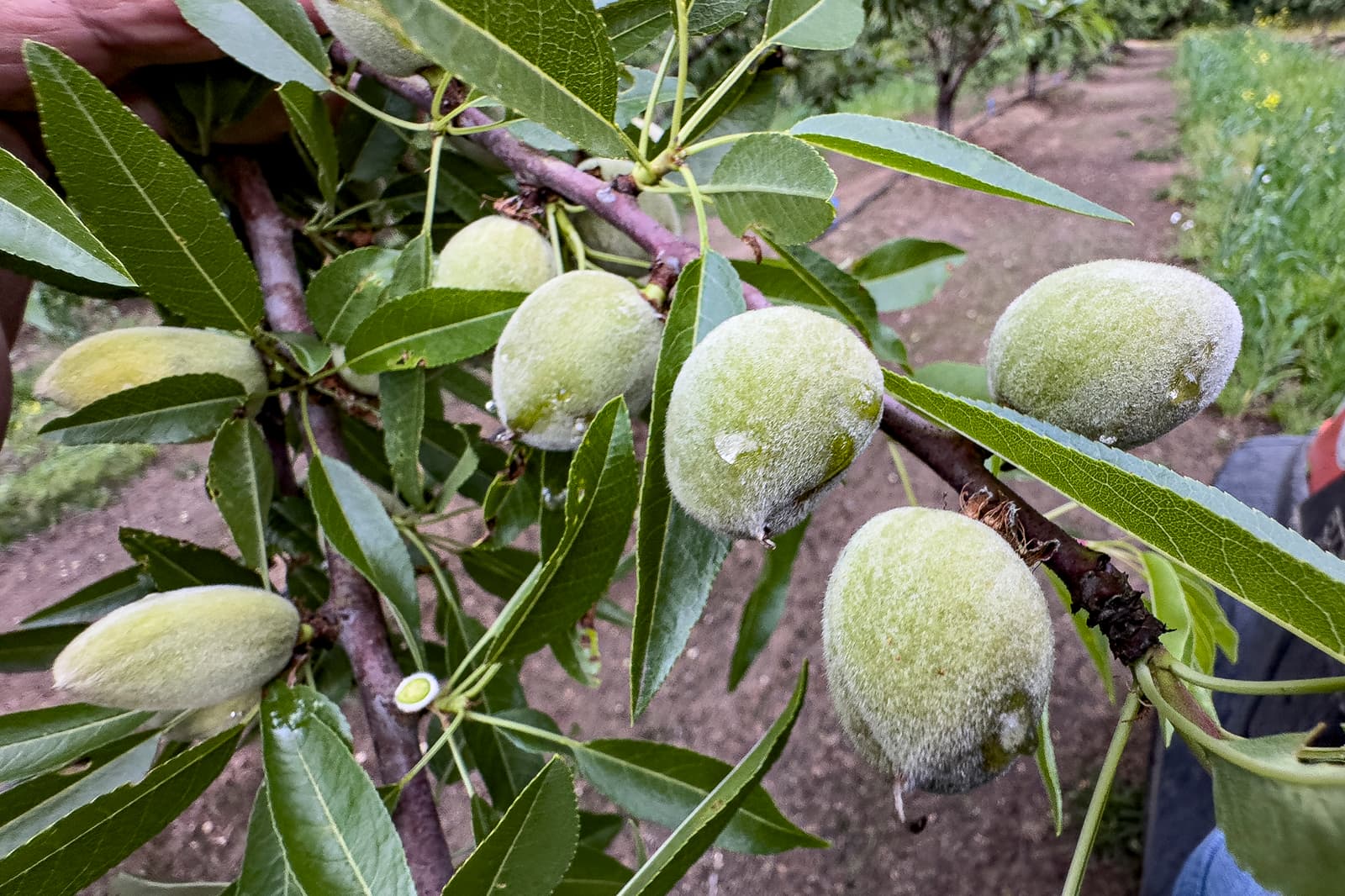 Close-up of a tree branch with several fuzzy, unripe almonds among long green leaves, in an outdoor orchard setting.