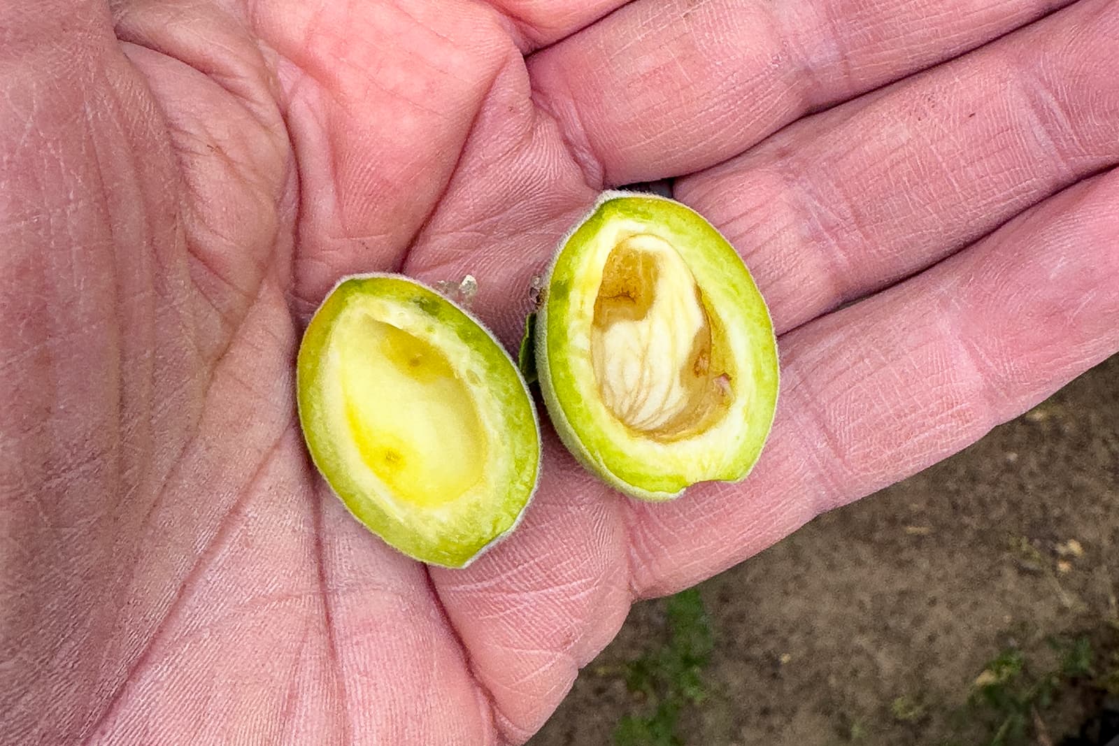 A hand holds a green olive split in half, revealing the seed inside and some yellowish flesh. The background is blurry soil.