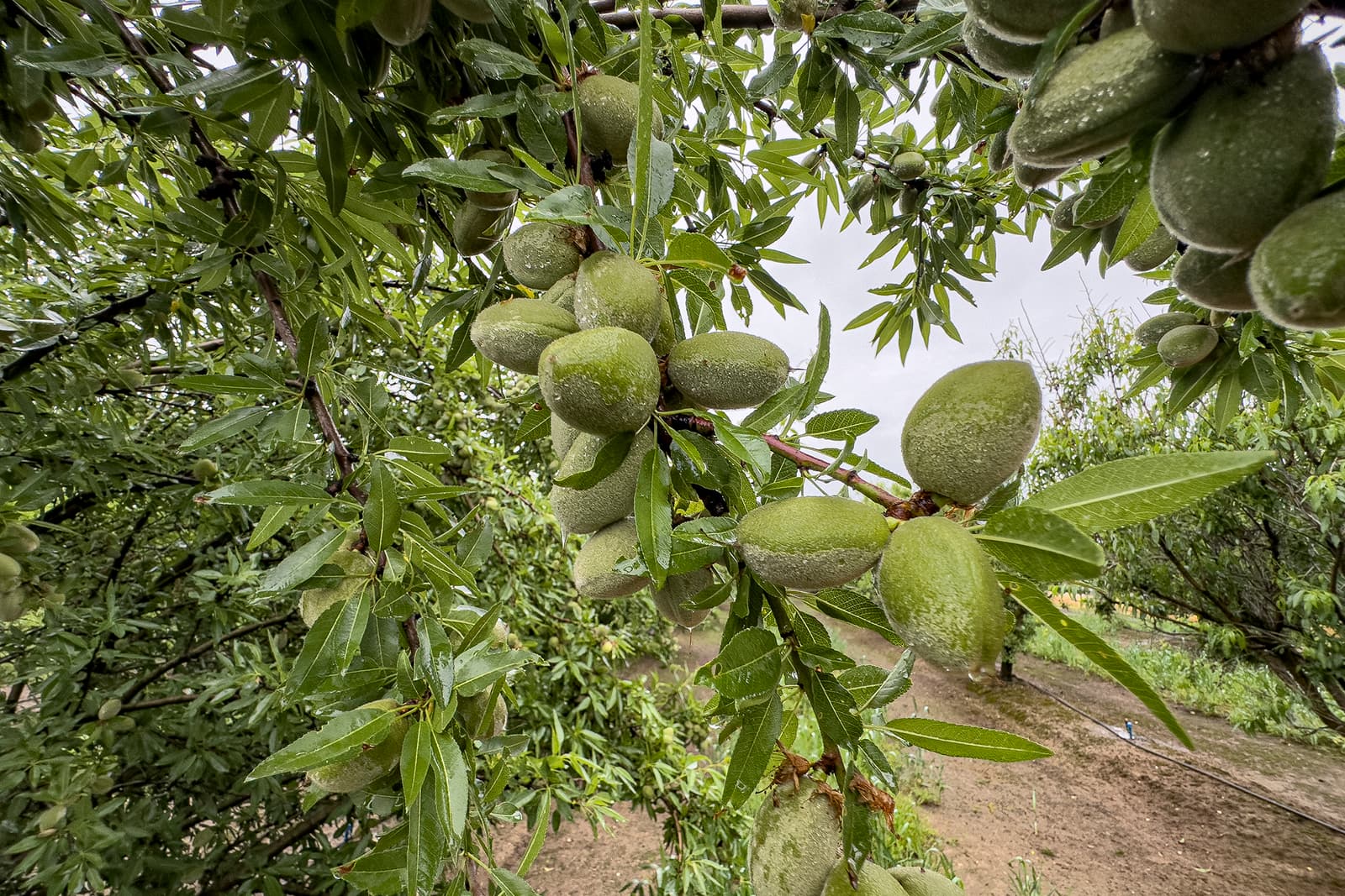Close-up of a cluster of unripe green almonds growing on a tree branch, surrounded by green leaves.