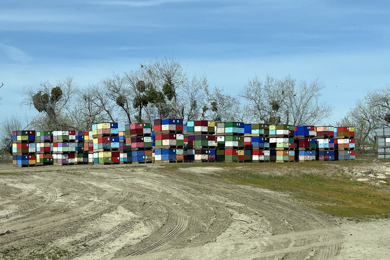 Stacks of colorful beehive boxes are arranged in rows on a dirt area, with leafless trees and a blue sky in the background.