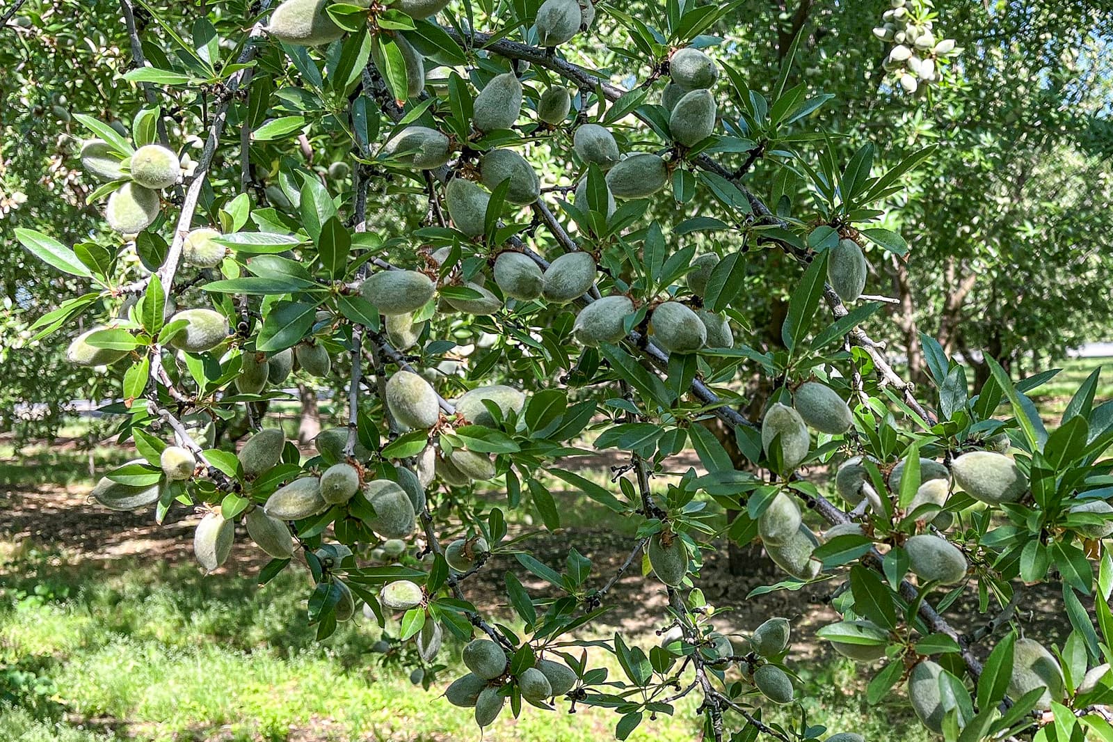 Branch with clusters of unripe almonds in green hulls, surrounded by elongated green leaves, set in a sunlit orchard.