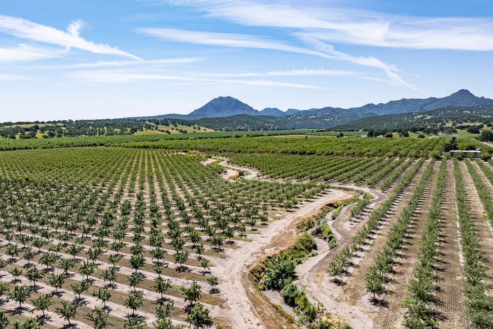Aerial view of an orchard with rows of trees, a dirt road winding through, and mountains in the background under a blue sky.