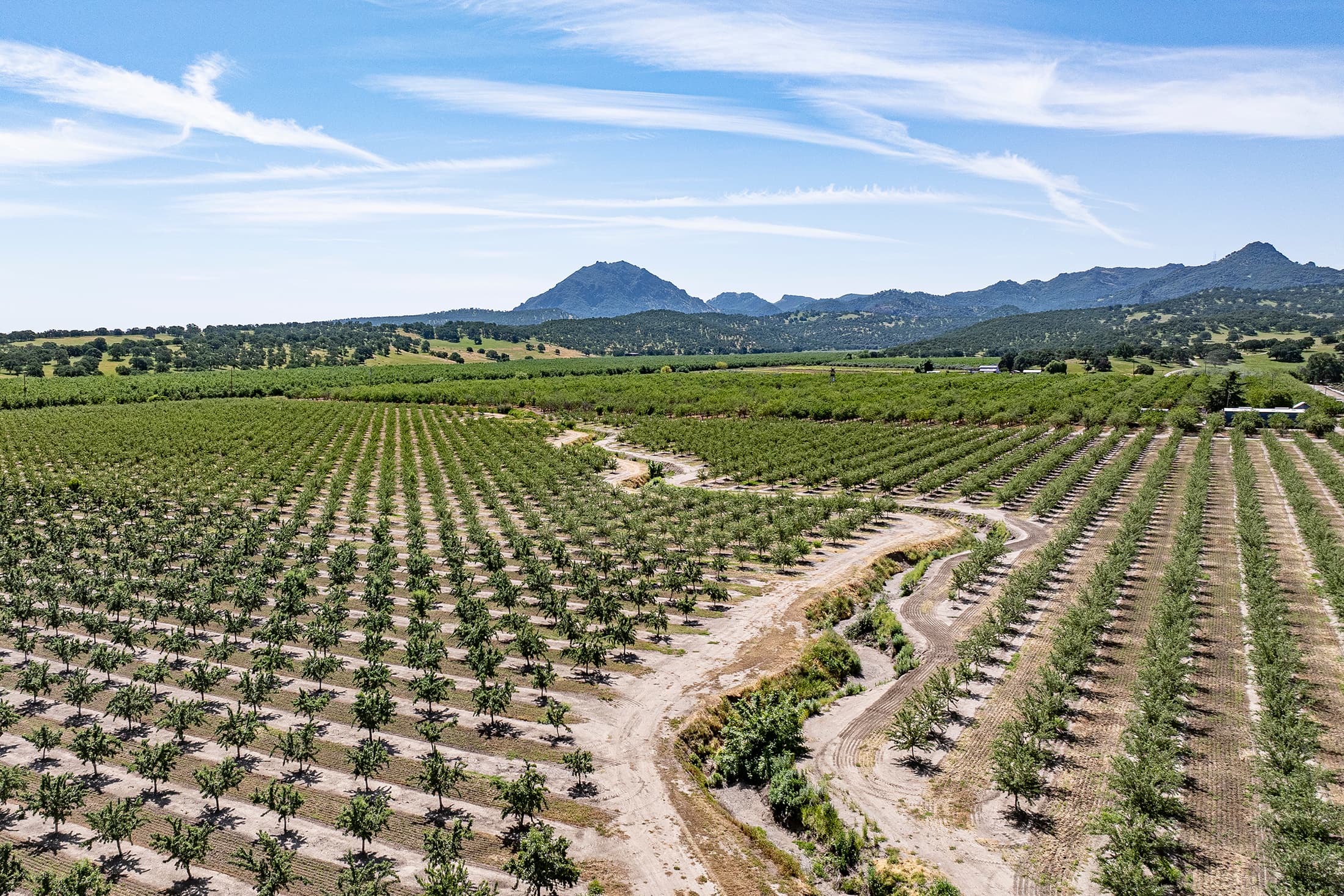 Aerial view of an orchard with rows of trees, a dirt road winding through, and mountains in the background under a blue sky.