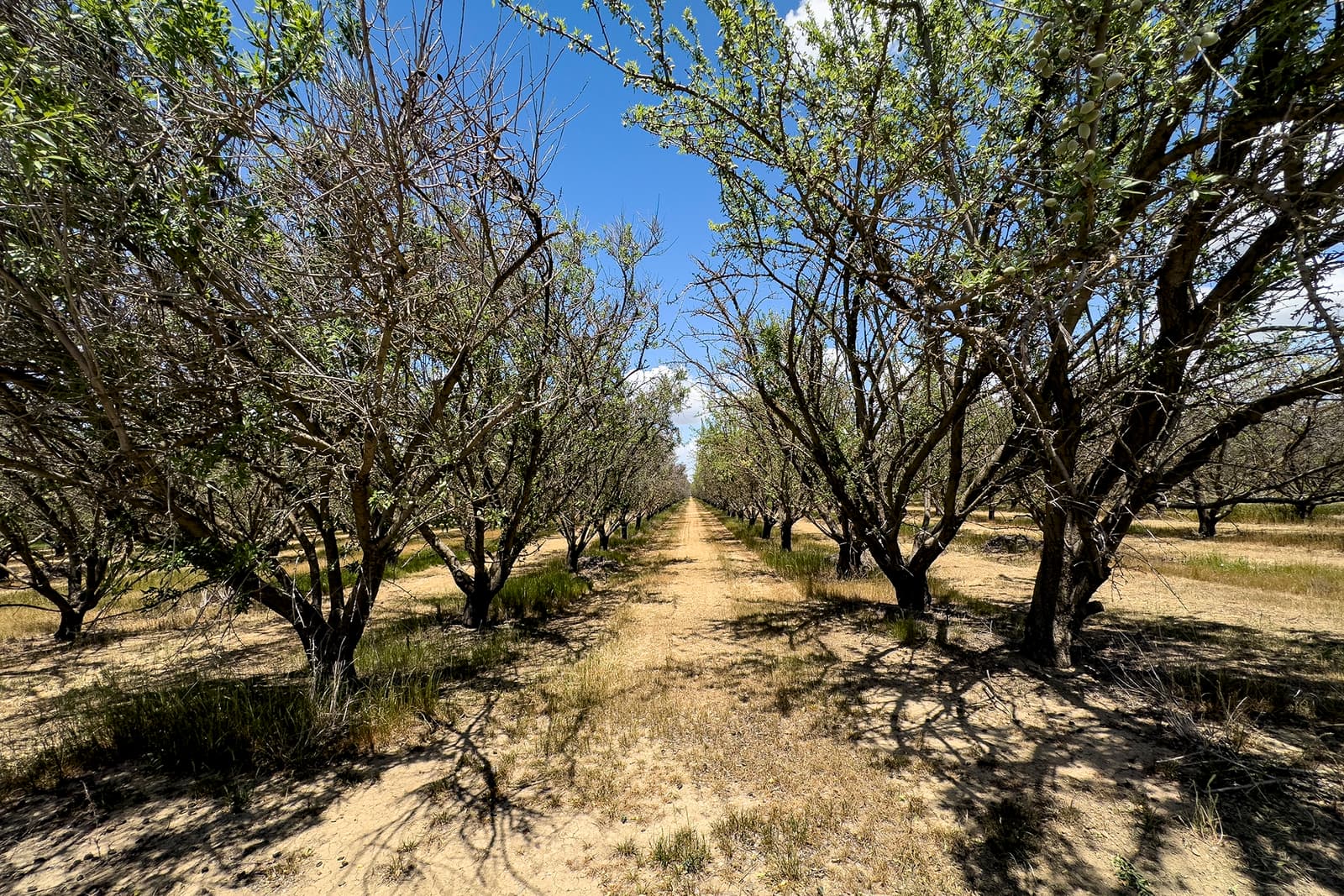 Rows of trees with sparse green leaves and dry grass beneath, stretching into the distance under a blue sky.