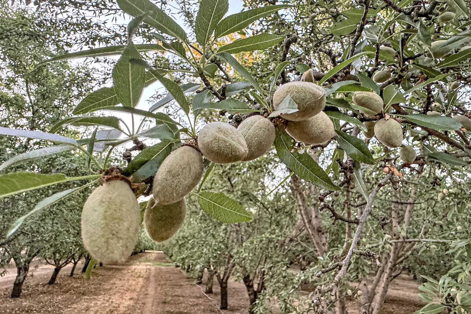 Close-up of unripe almonds growing on a tree branch in an orchard, with rows of trees and a dirt path visible in the background.