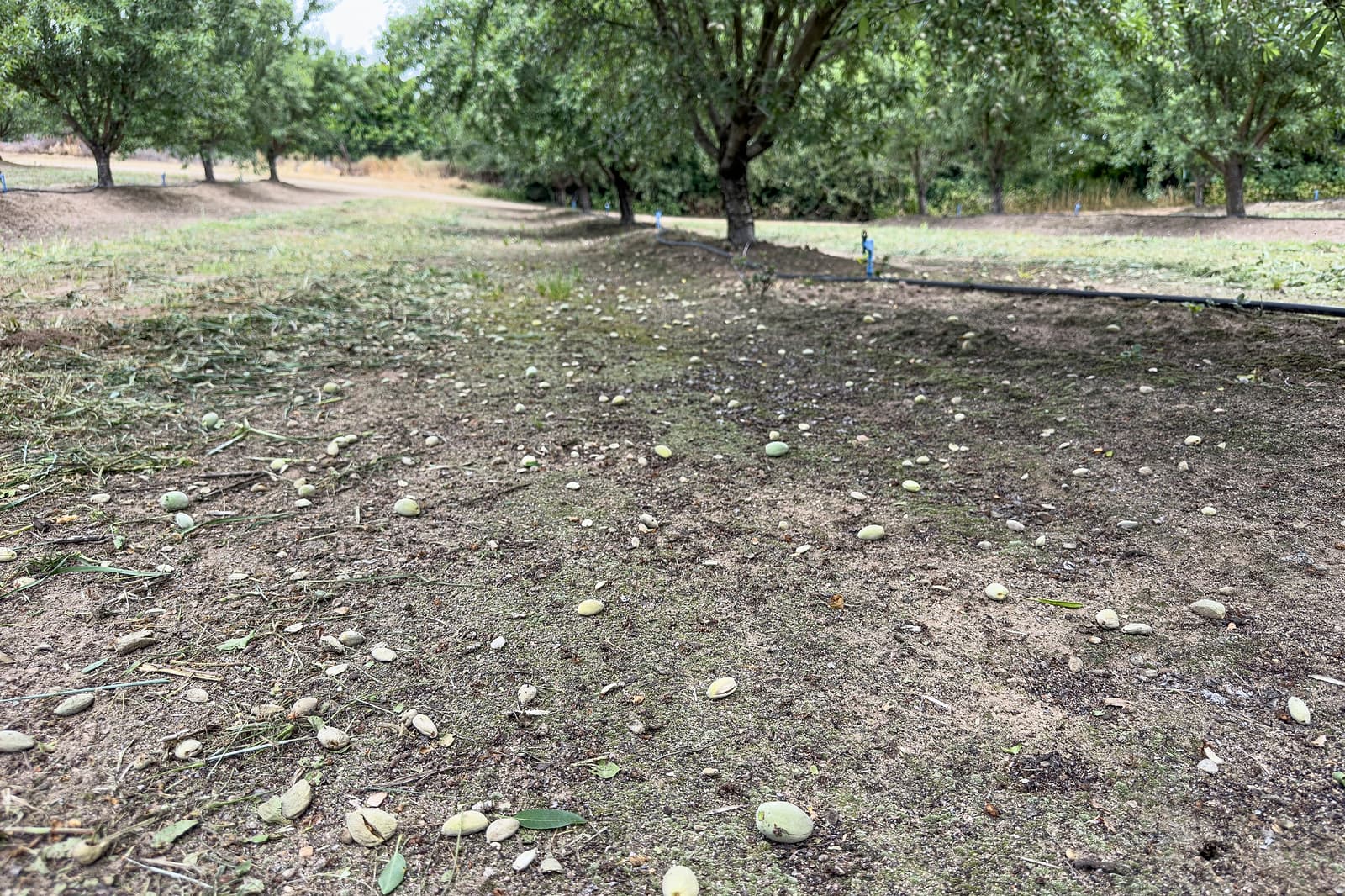 Scattered green almonds lie on dry soil beneath rows of leafy trees in an orchard.