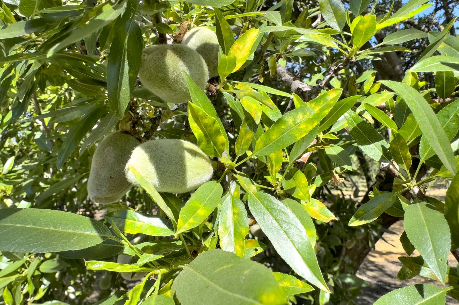 Close-up of green almond fruits growing on a tree branch, surrounded by elongated green leaves in bright sunlight.