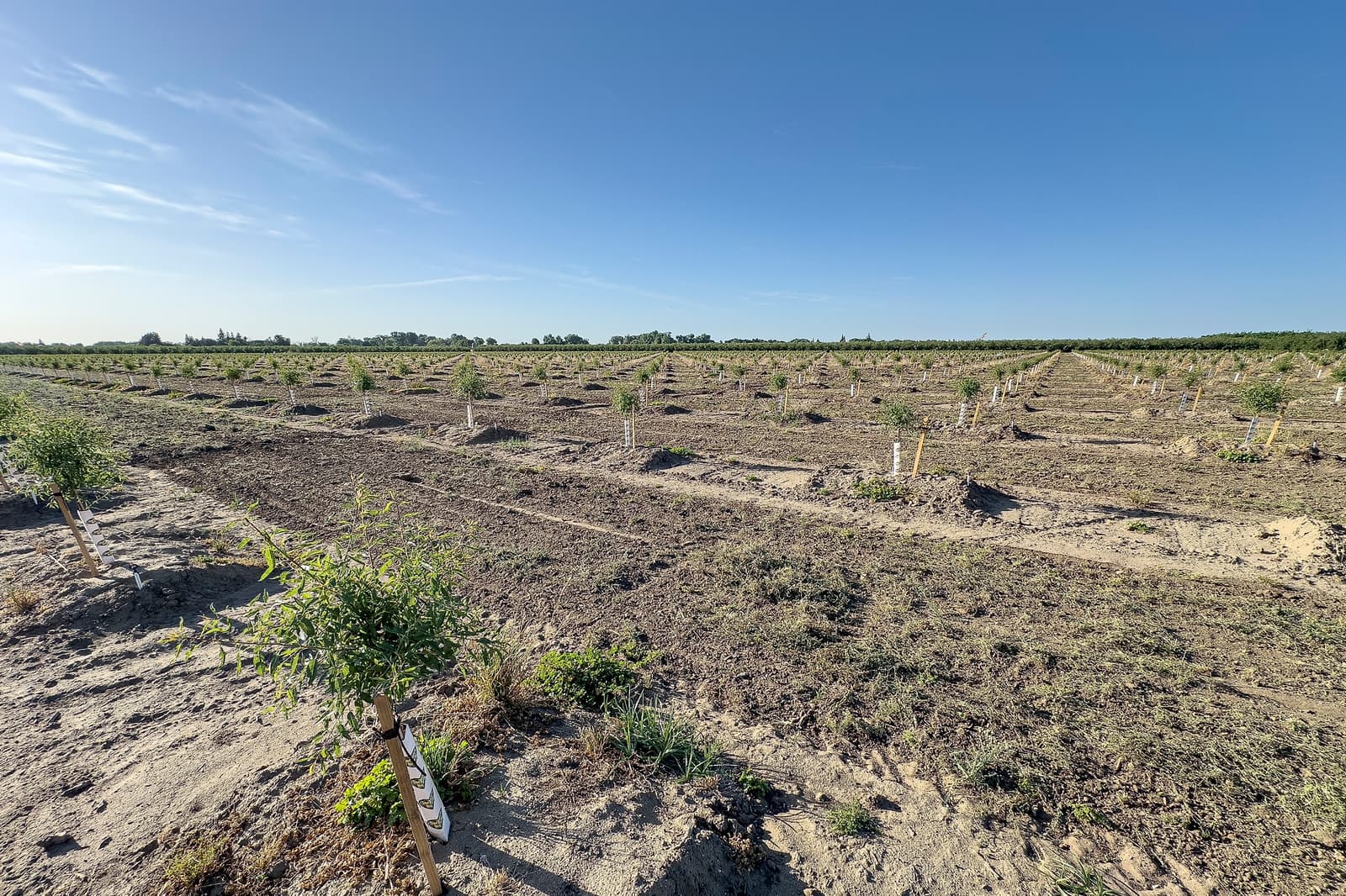 A large field with rows of young trees planted in soil under a clear blue sky, with labels on some of the saplings.