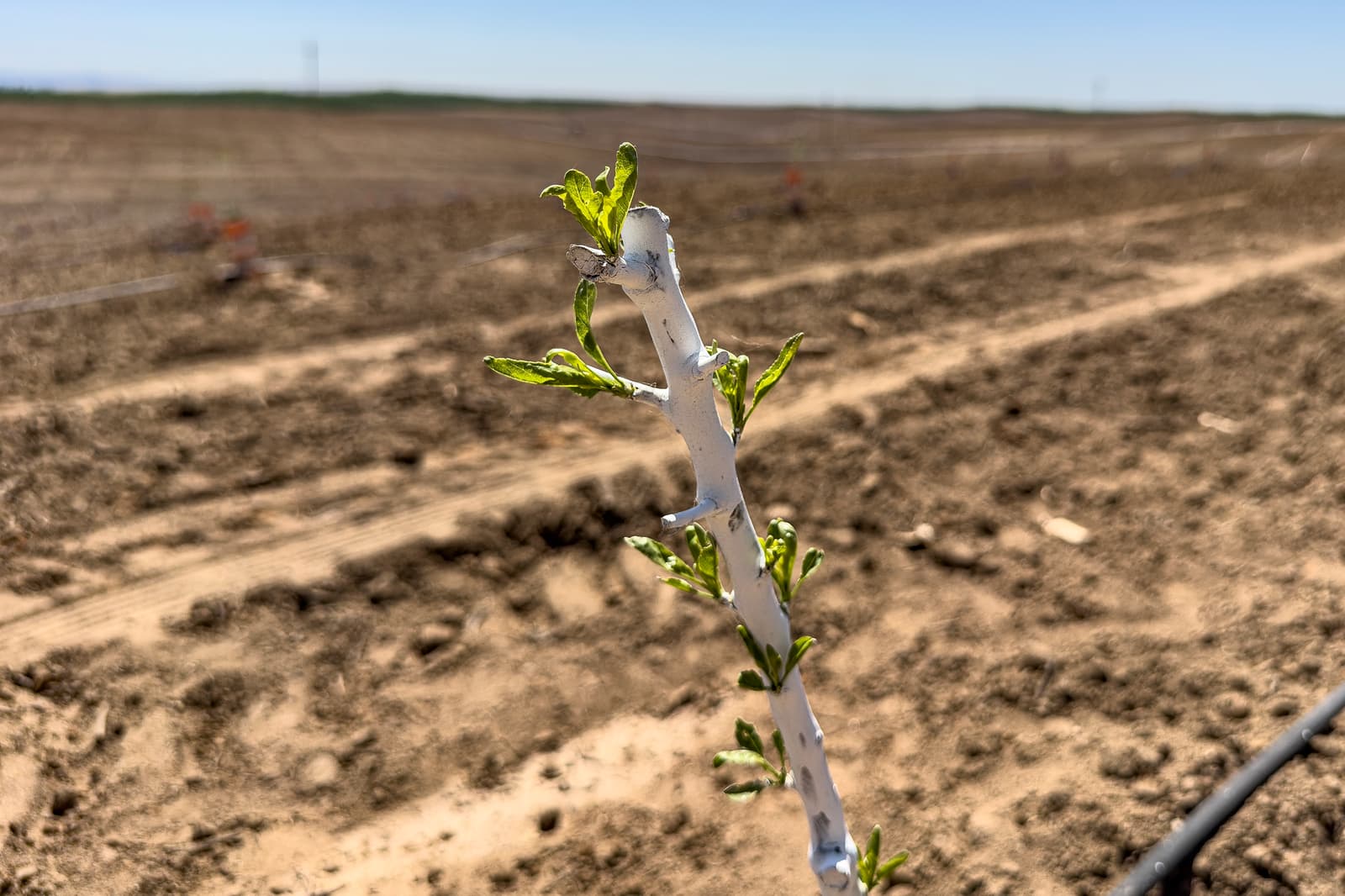 A young grafted plant with white tape and fresh green leaves grows in a tilled, dry field under a clear sky.