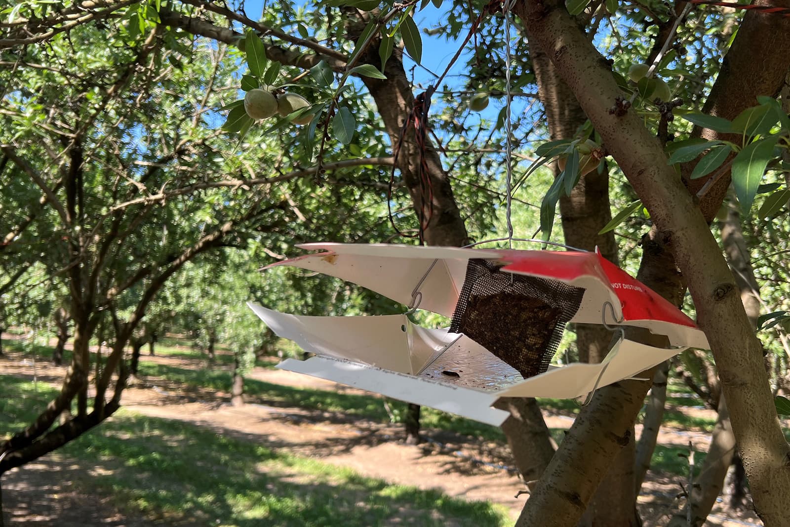 A white and red insect trap hangs from a tree branch in an orchard with green trees and scattered sunlight in the background.