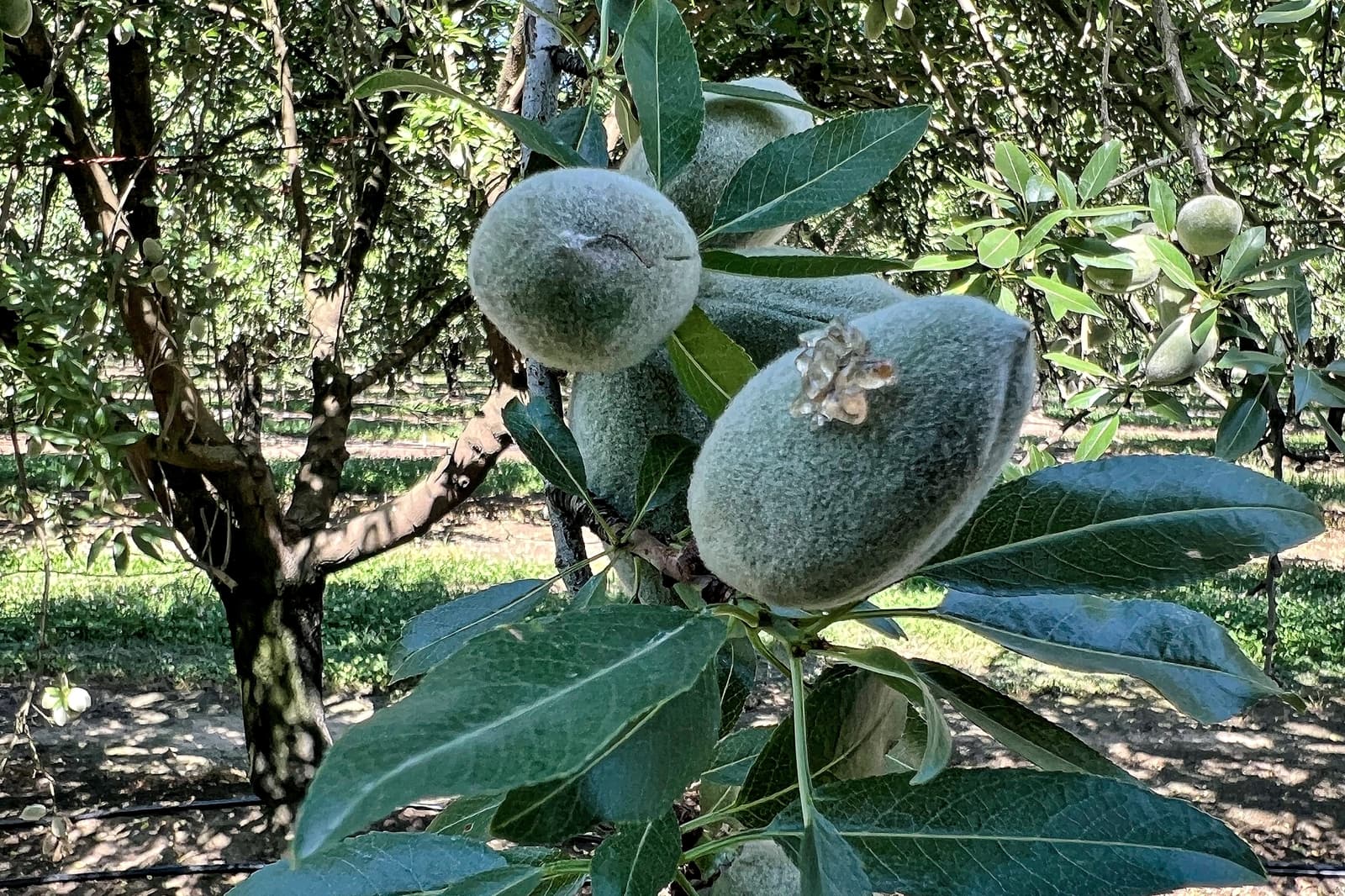 Close-up of unripe, fuzzy almonds growing on a tree with green leaves in an orchard setting, sunlight filtering through branches.
