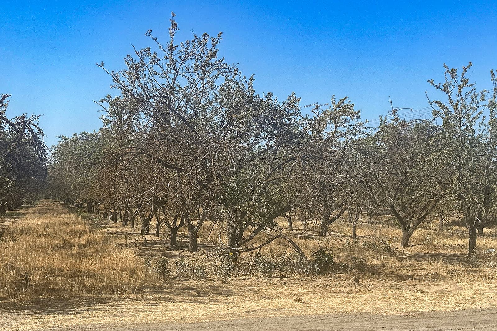A dry orchard with rows of sparse trees on yellowed grass under a clear blue sky.