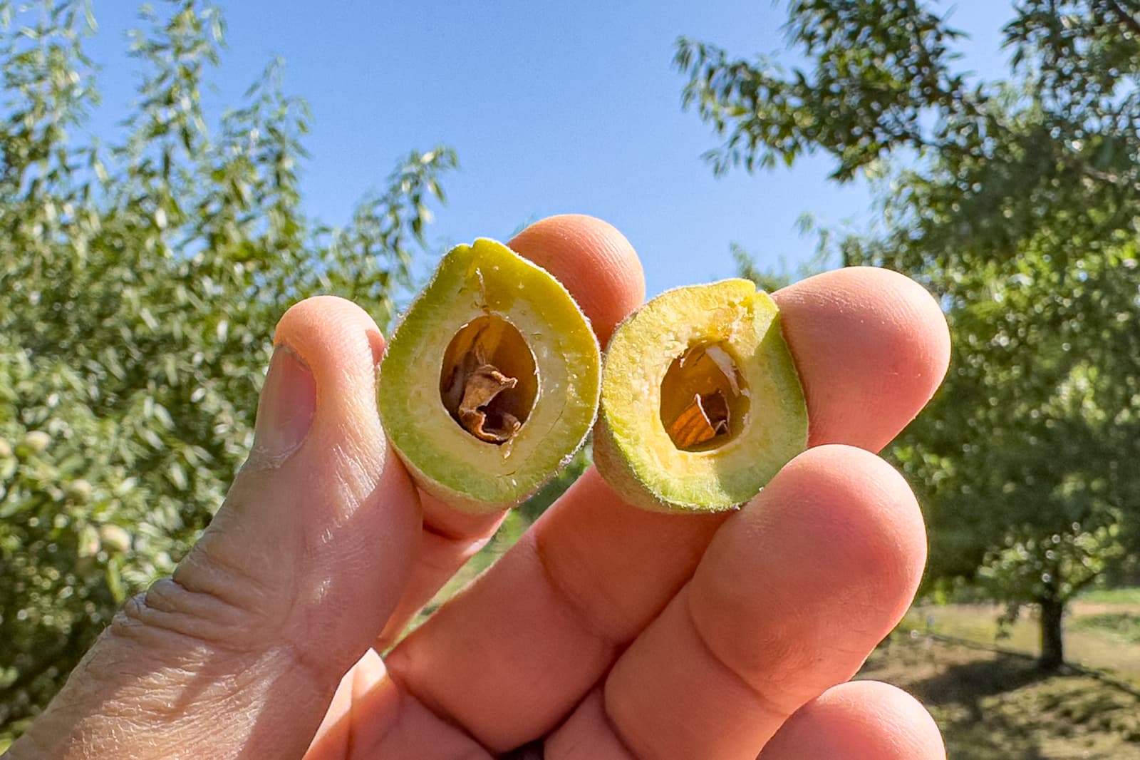 A hand holds two halves of a green olive, showing the pit inside, with trees and blue sky in the background.