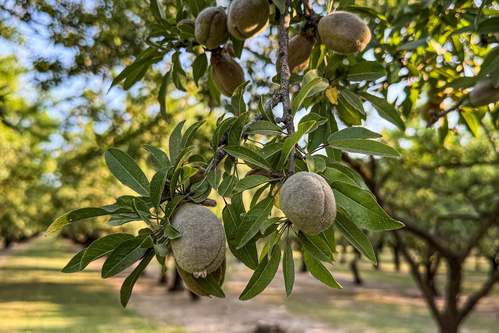Close-up of unripe almonds growing on a tree branch, surrounded by green leaves, in an orchard with rows of trees in the background.