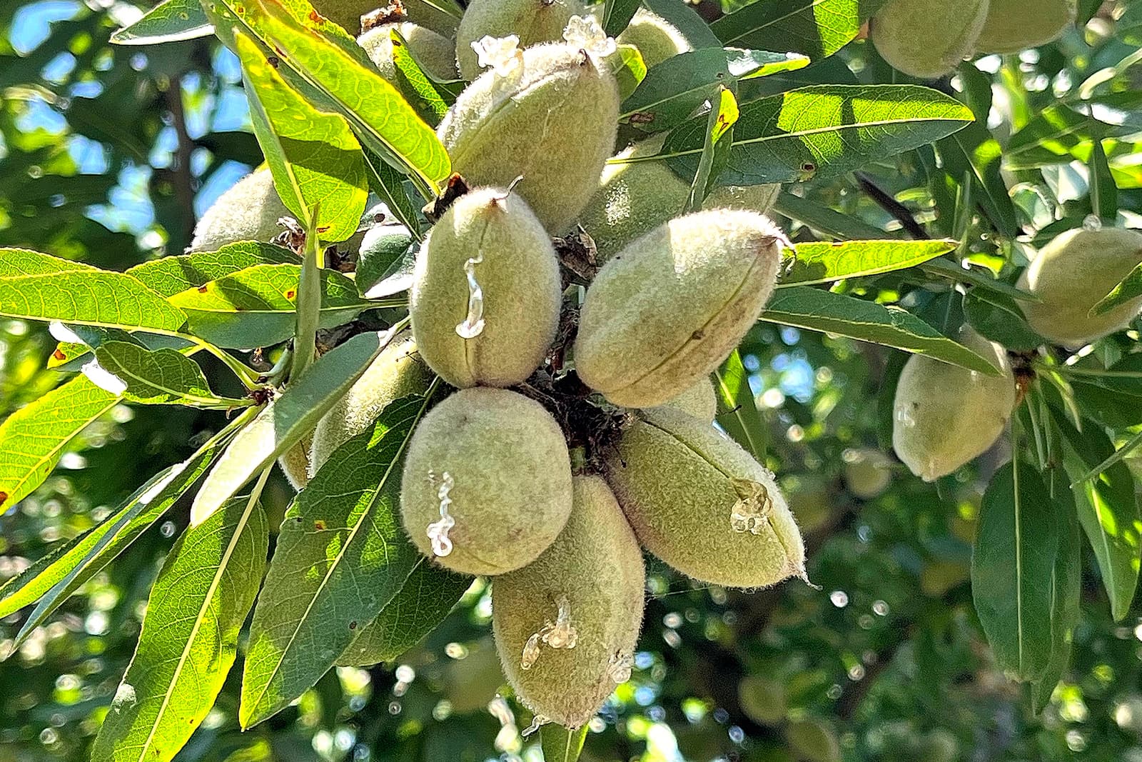 A cluster of unripe almonds growing on a tree branch with green leaves in sunlight.