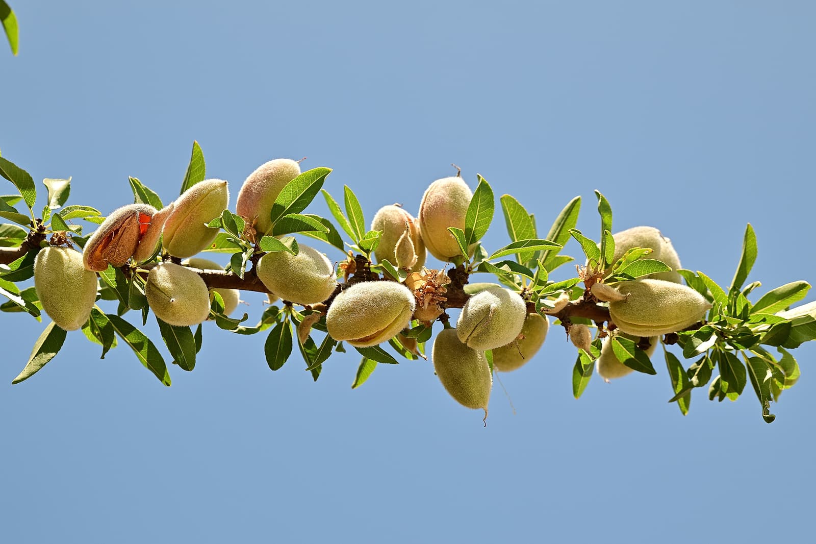 A branch with unripe almonds and green leaves against a clear blue sky.