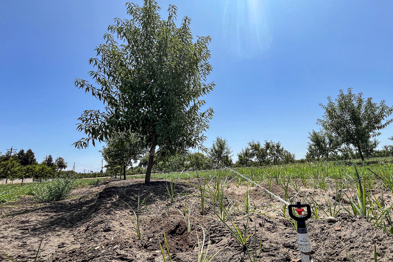 Irrigation sprinkler watering young plants near a tree in a sunny agricultural field with a clear blue sky.