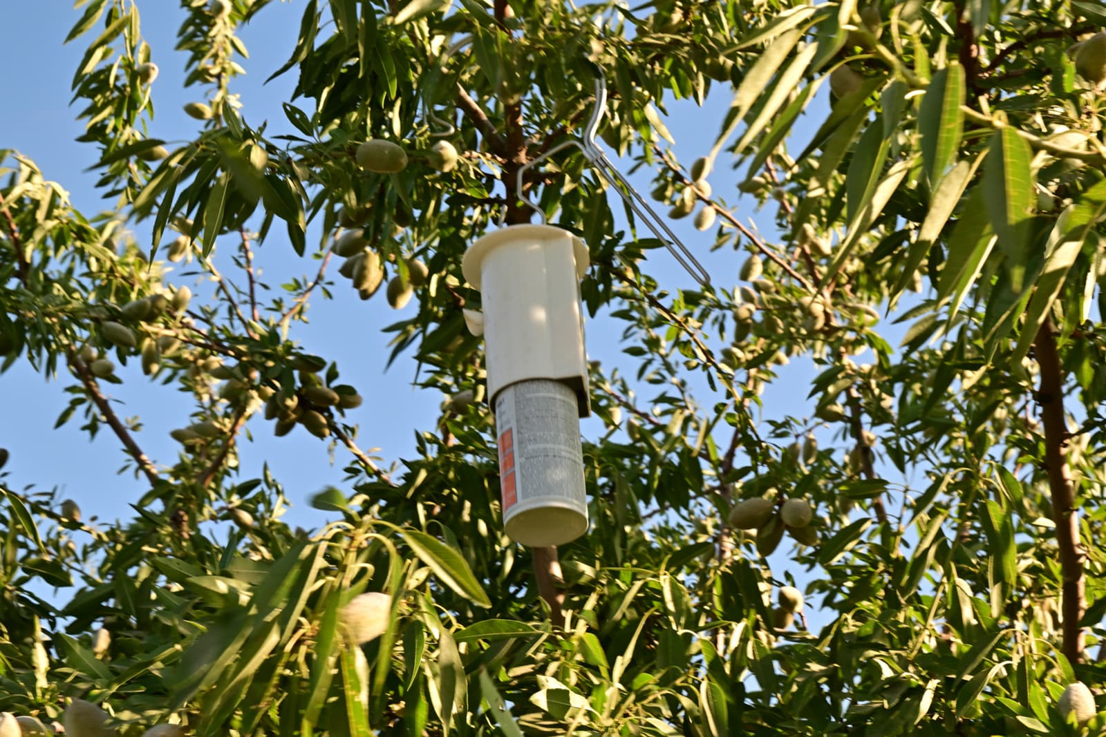 A cylindrical insect trap hangs from a branch in a tree with green leaves and unripe fruit, against a clear blue sky.