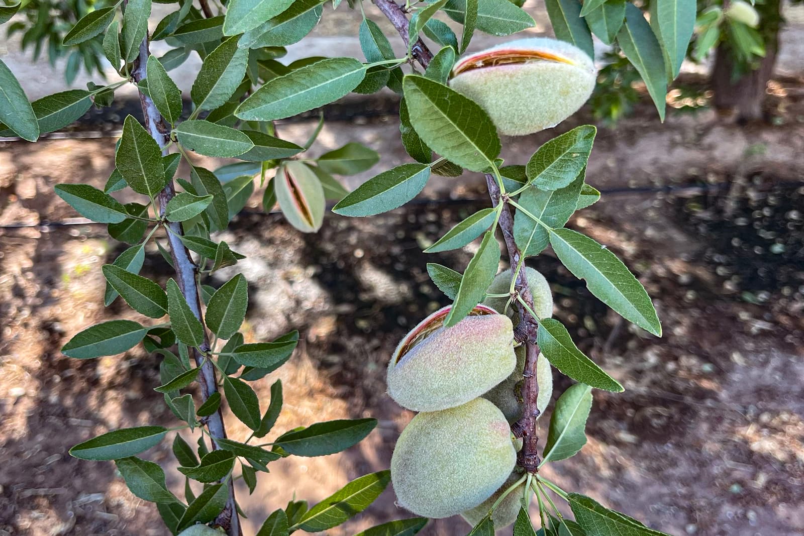 Close-up of an almond tree branch with green leaves and unripe almonds in fuzzy hulls, some starting to split open, revealing the shell inside. Soil and irrigation tubing are visible in the background.