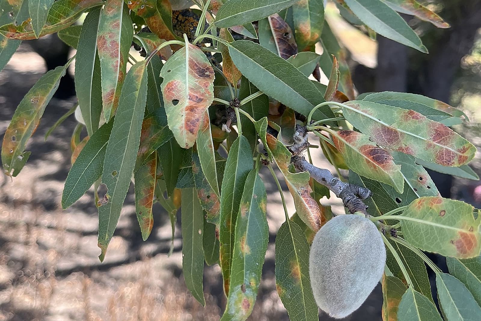 Almond tree branch with green leaves showing brown spots and damage, alongside an unripe almond fruit.