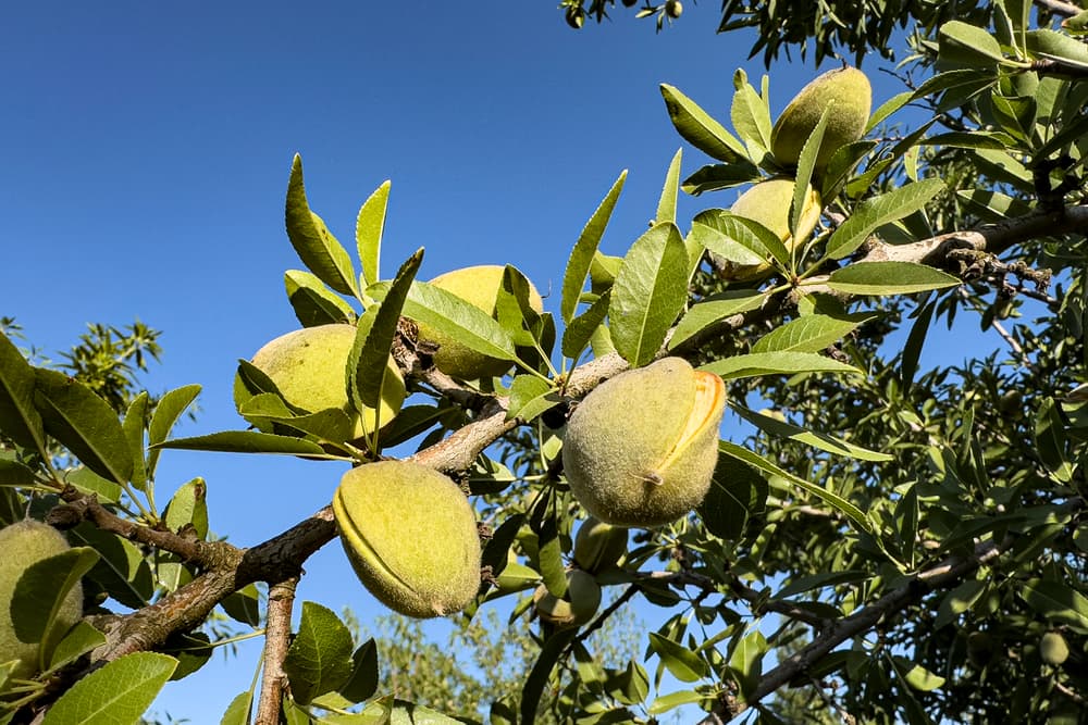 Close-up of an almond tree branch with several almonds in their fuzzy green hulls, set against a clear blue sky.