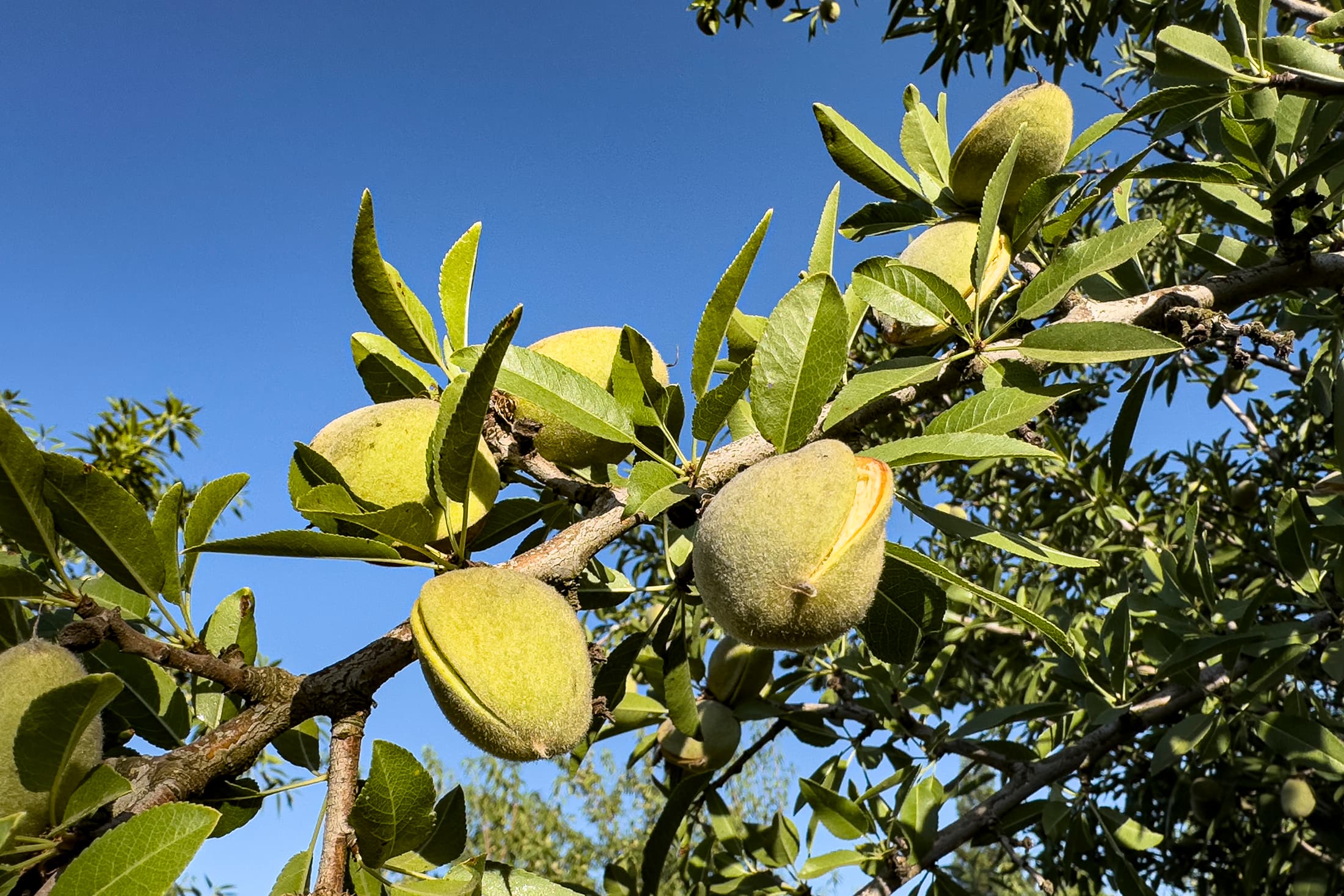 Close-up of an almond tree branch with several almonds in their fuzzy green hulls, set against a clear blue sky.