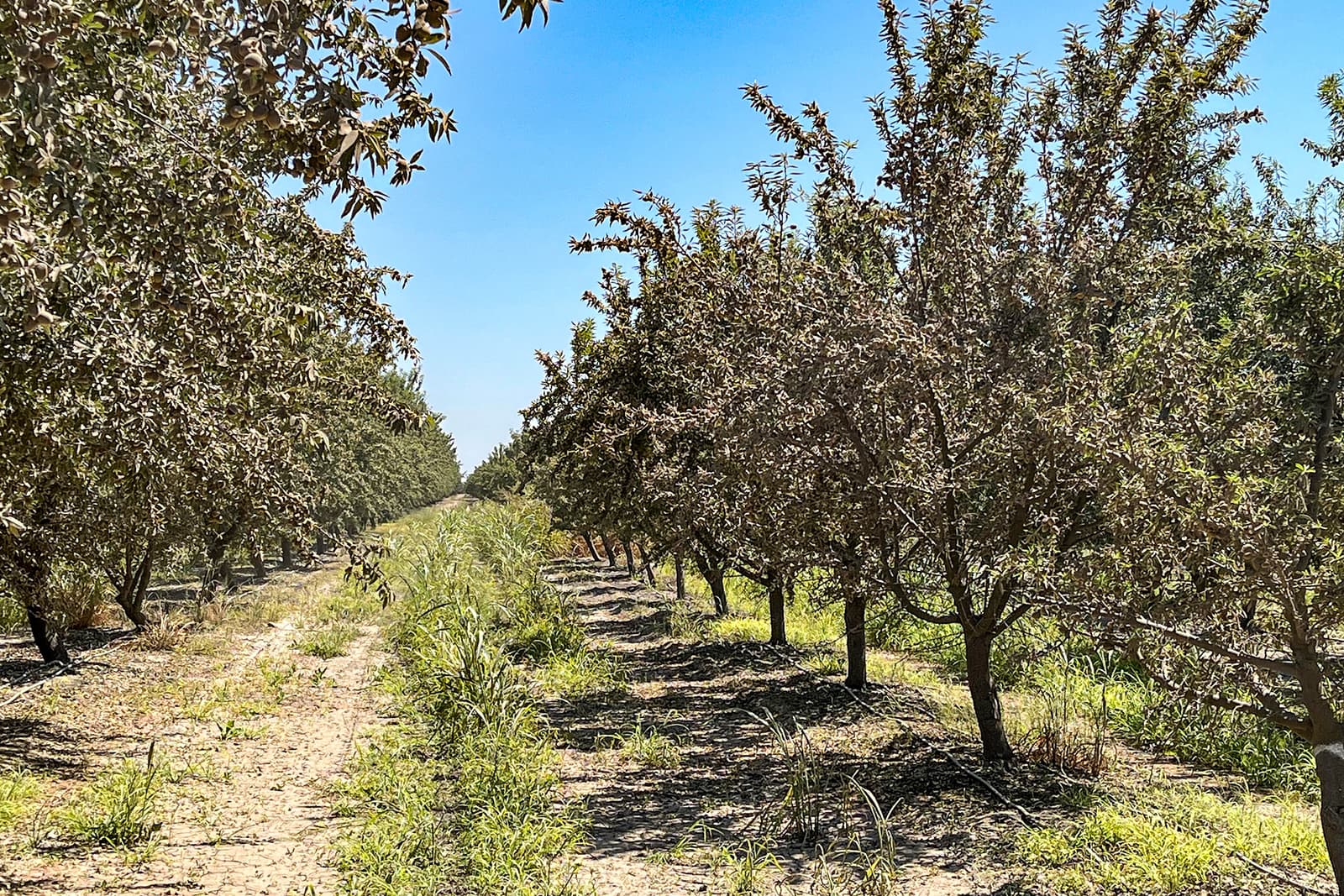Rows of trees in an orchard under a clear blue sky, with grass and dirt paths between the trees.