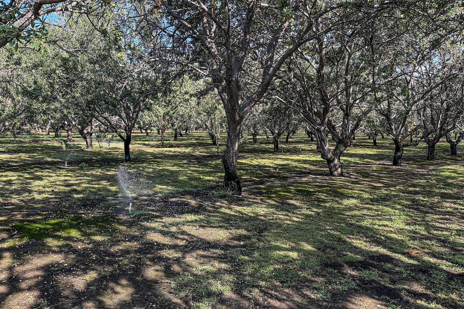 Sprinklers water a grove of mature trees, casting shadows on the green grass and soil under a sunny sky.
