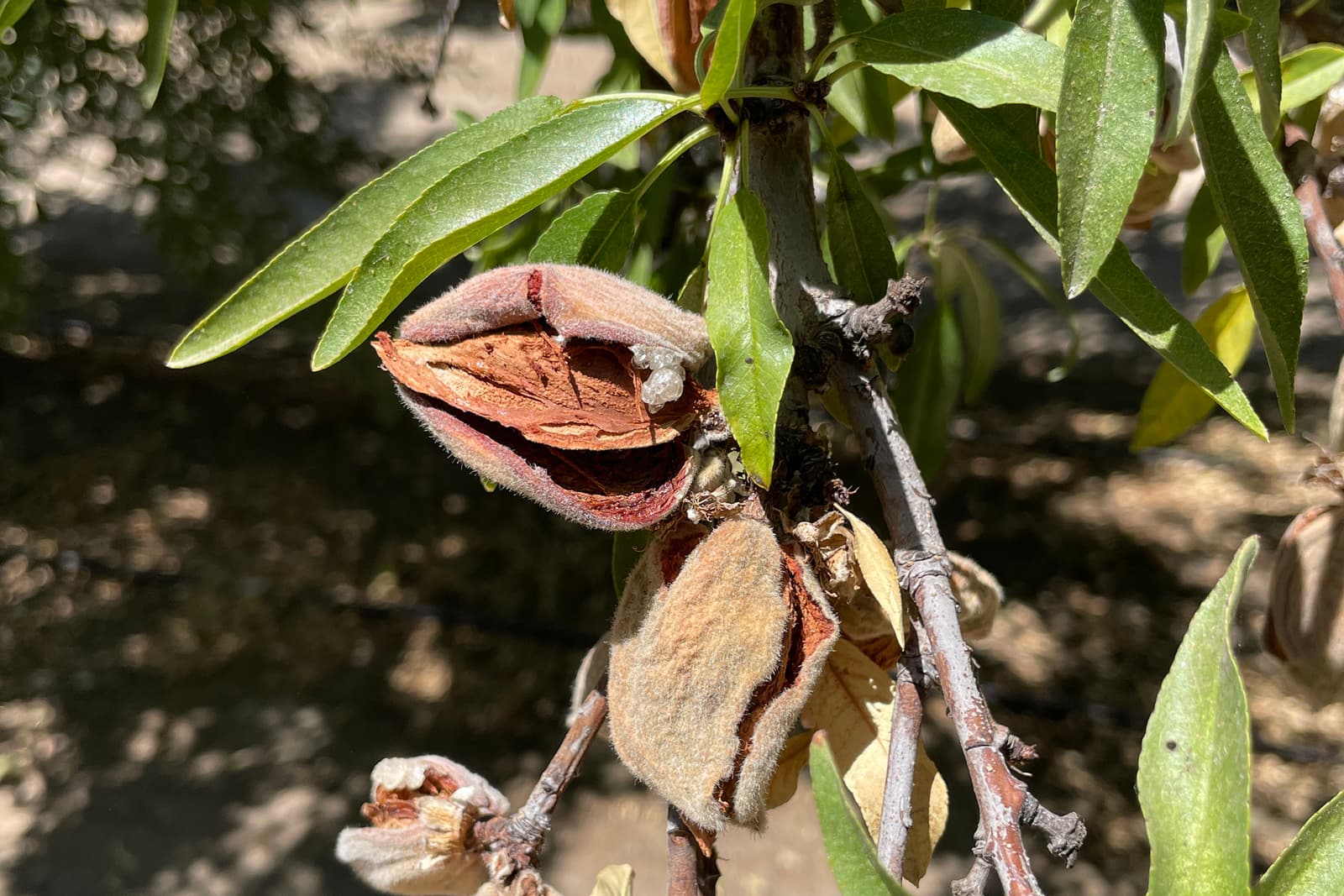 Close-up of an almond tree branch with green leaves and a cracked open almond hull exposing the brown almond shell inside. Sunlight highlights the textures on the hull and leaves.