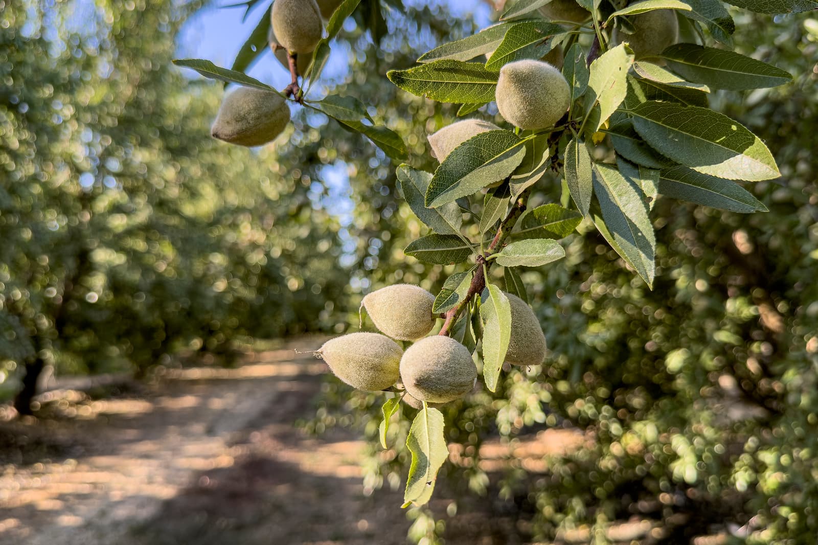 Close-up of green almond fruits growing on a tree branch, surrounded by green leaves, in an orchard with blurred trees in the background.