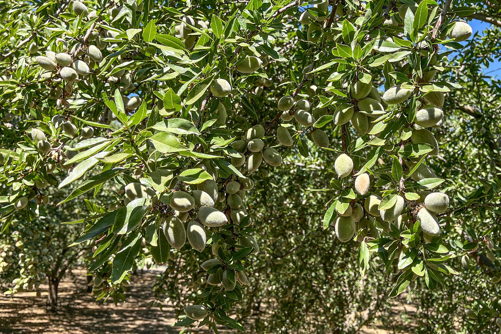 Almond tree branches with clusters of unripe almonds and green leaves in sunlight.