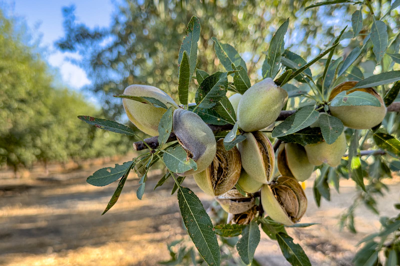 Close-up of almonds growing in clusters on a tree branch with green leaves in a sunlit orchard.