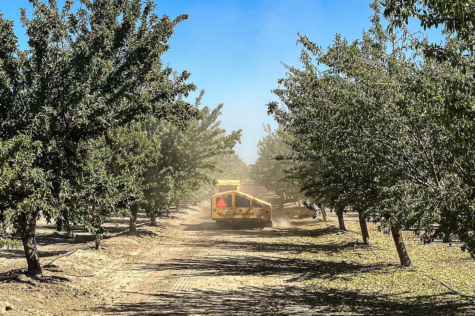 A yellow harvesting machine moves down a dirt path between rows of trees in an orchard, kicking up dust under a clear blue sky.