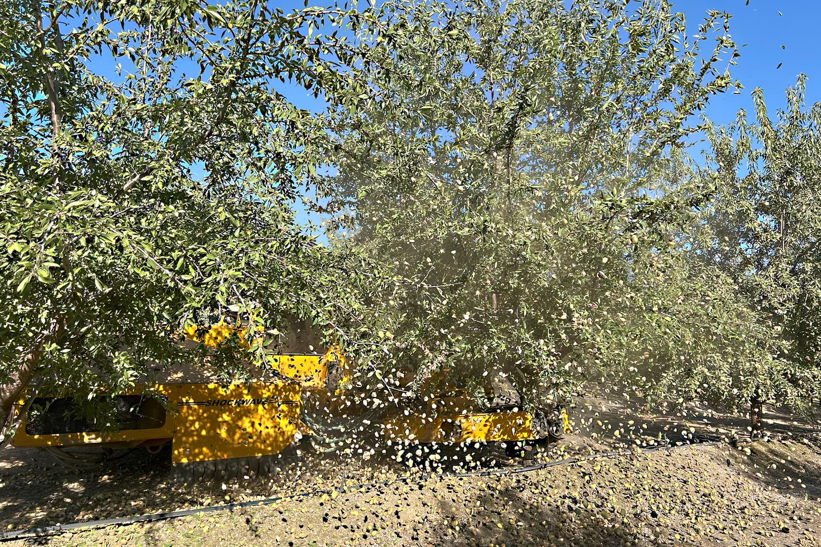 A yellow tree-shaking machine harvests almonds, causing leaves and debris to scatter under a tree in an orchard on a sunny day.