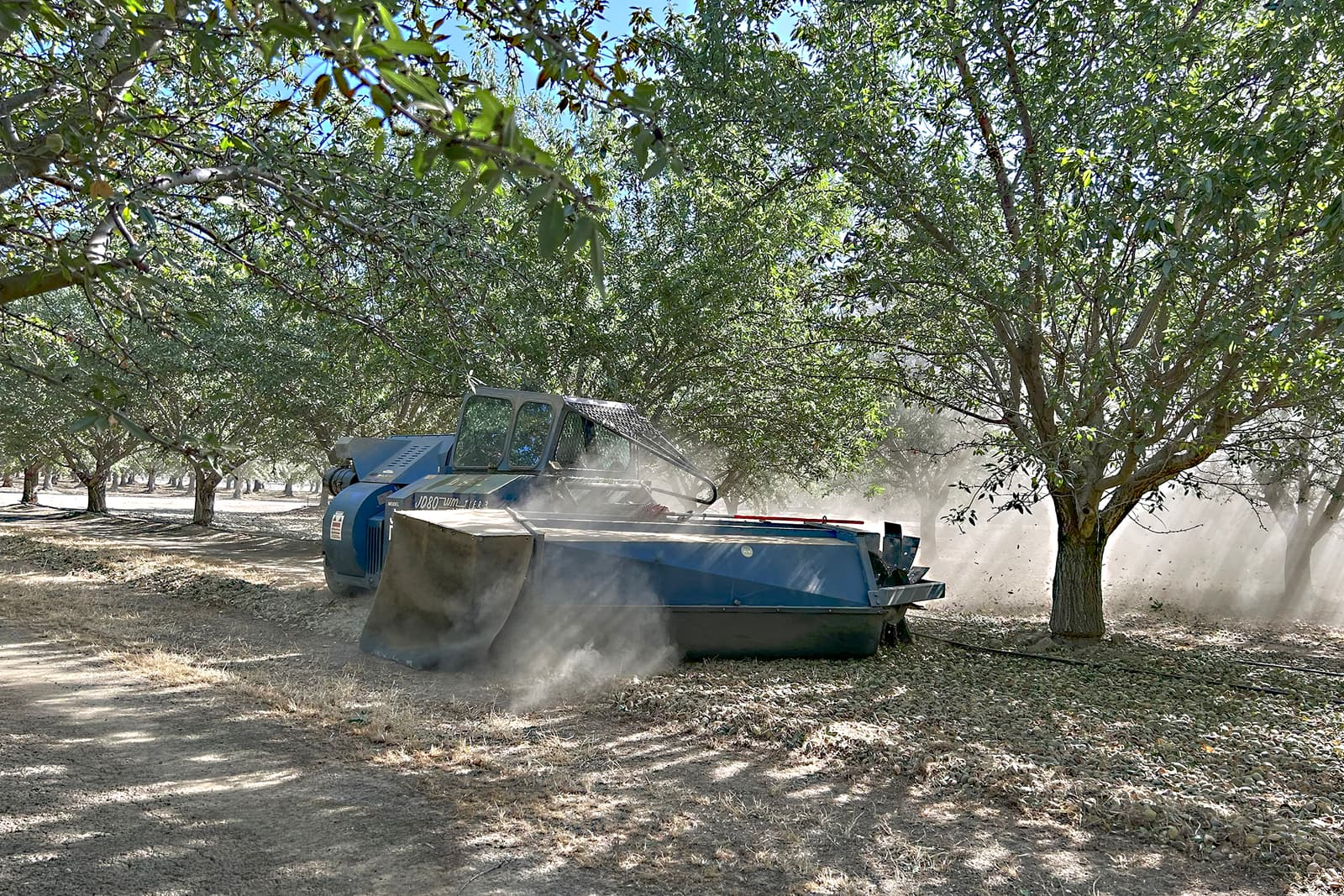 A machine harvests nuts by shaking a tree in an orchard, creating a cloud of dust on the ground beneath the trees.