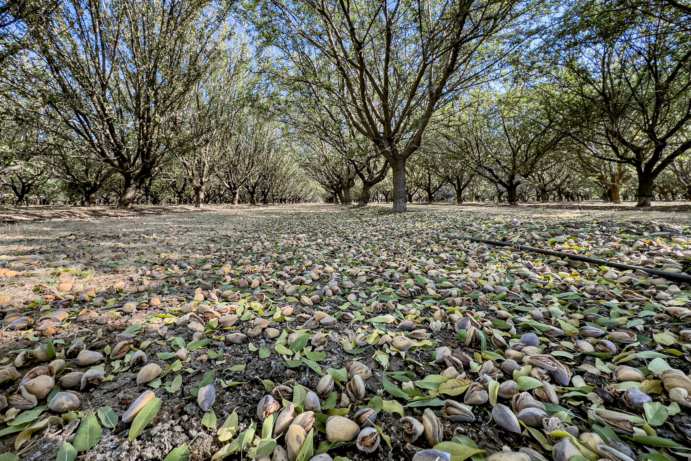 A grove of trees with numerous nuts and leaves scattered on the ground, viewed from a low angle under the tree canopy.