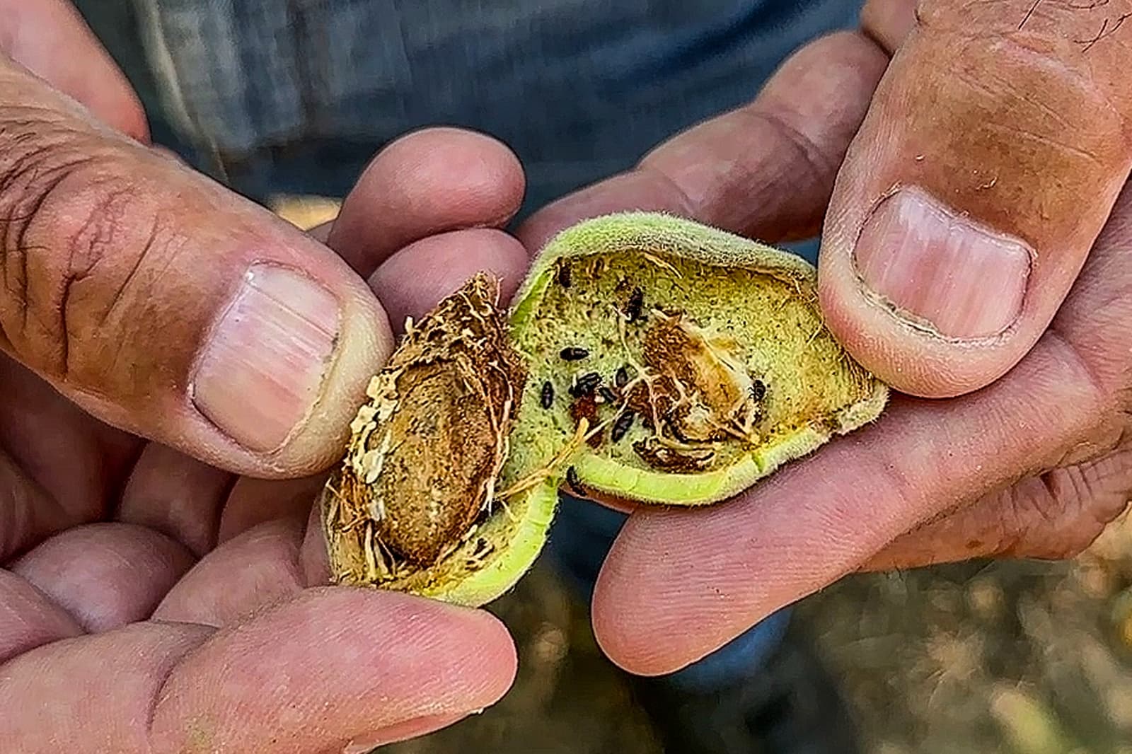 Close-up of hands holding a split almond still in its hull, revealing insect damage and small black pests inside.