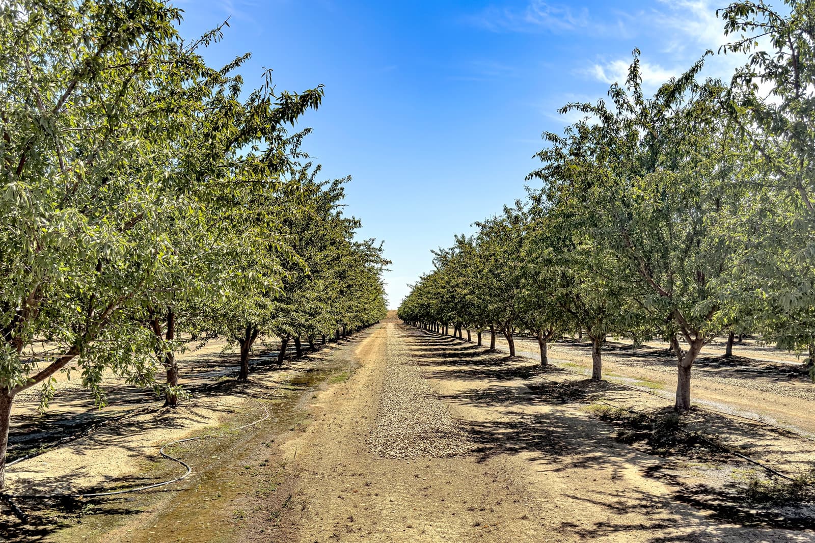 Rows of trees in an orchard line a dirt path under a clear blue sky, with irrigation hoses visible on the ground.