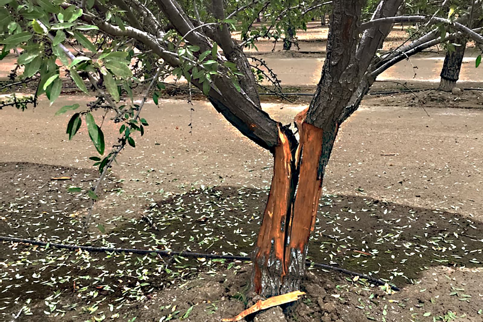 A tree trunk with a large vertical split in the bark and wood, exposing the inner layers. Some leaves are scattered on the ground around the base.